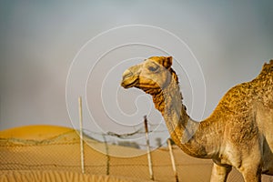 Of the Arabian desert camel United Arab Emirates