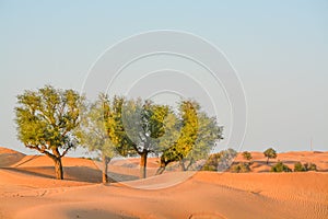Arabian desert tree Prosopis Cineraria on the red sand dunes of Dubai, United Arab Emirates