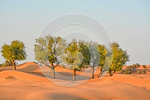 Arabian desert tree Prosopis Cineraria on the red sand dunes of Dubai, United Arab Emirates