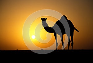 Arabian or Dromedary camel, Camelus dromedarius