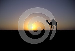 Arabian or Dromedary camel, Camelus dromedarius