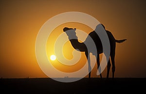 Arabian or Dromedary Camel, Camelus dromedarius