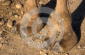 Arabian or Dromedary camel, Camelus dromedarius