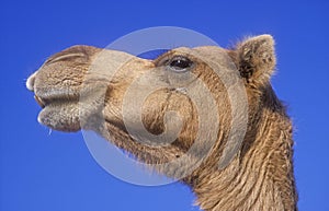 Arabian or Dromedary camel, Camelus dromedarius