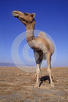 Arabian or Dromedary camel, Camelus dromedarius