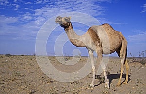 Arabian or Dromedary camel, Camelus dromedarius