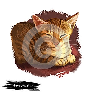 Arabian or Egyptian Mau cat isolated on white background. Digital art illustration of hand drawn kitty. Kitten short haired medium