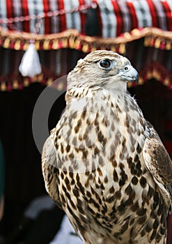 Arabian falcon