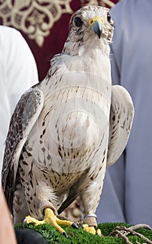 Arabian Falcon