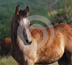 Arabian foal