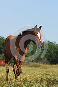 Arabian foal