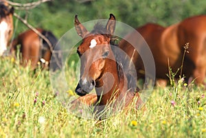 Arabian foal