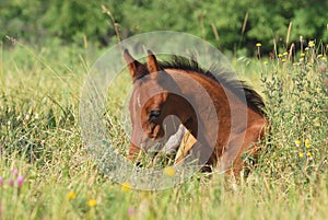 Arabian foal