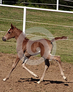 Arabian Foal