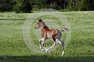 Arabian Foal