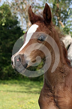 Arabian Foal
