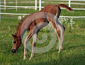 Arabian Foal
