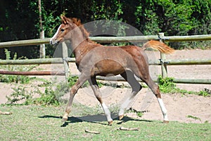 Arabian foal