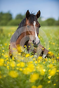 Arabian foal lying in grass