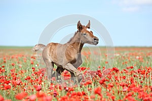 Arabian foal running in red poppy field