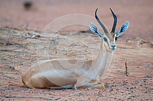 Arabian gazelle photo