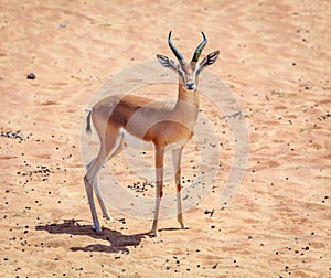 Arabian Gazelle photo