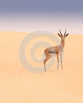 Arabian gazelle, Dubai Desert Conservation Area, UAE photo