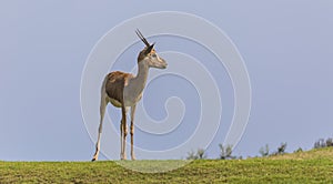 Arabian Gazelle grazing on Saadiyat Island in Abu Dhabi photo