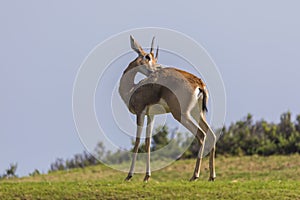 Arabian Gazelle grazing on Saadiyat Island in Abu Dhabi photo