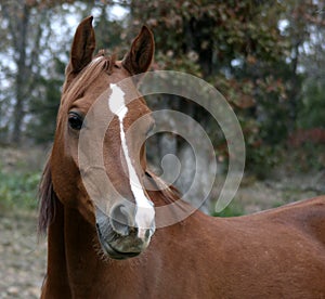 Arabian Gelding