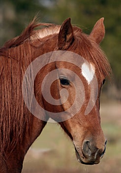 Arabian gelding