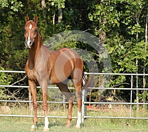 Arabian Gelding