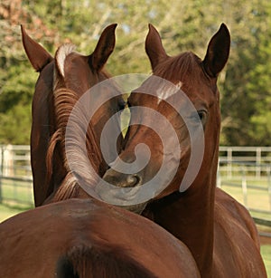 Arabian Geldings