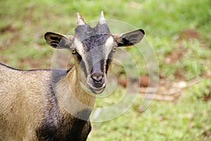 Arabian goat