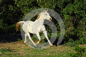 Arabian gray horse