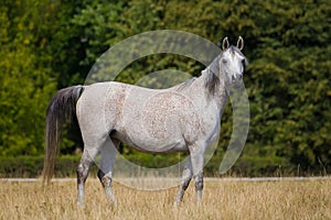 Arabian gray horse