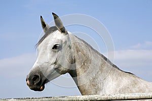 Arabian gray horse standing in corral at summertime