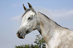 Arabian gray horse standing in corral at summertime