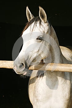 Arabian gray youngster lin the stable door