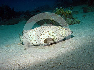 Arabian grouper. Greasy grouper fish