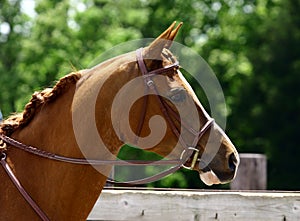 Arabian Head with Bridle