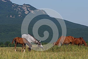 Arabian herd on pasture