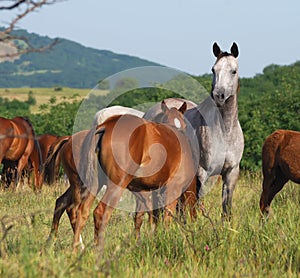 Arabian herd on pasture