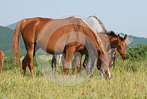 Arabian herd on pasture