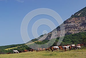 Arabian herd on pasture
