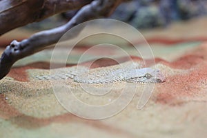 Arabian horned viper