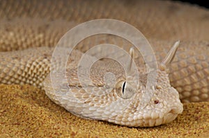 Arabian horned viper / Cerastes gasperettii