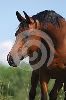 Arabian horse