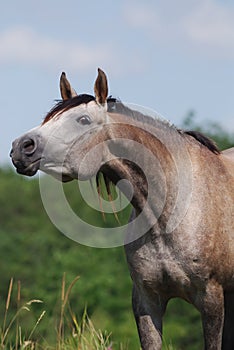 Arabian horse