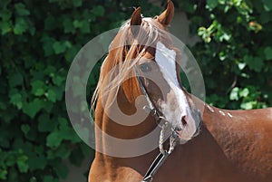 Arabian horse